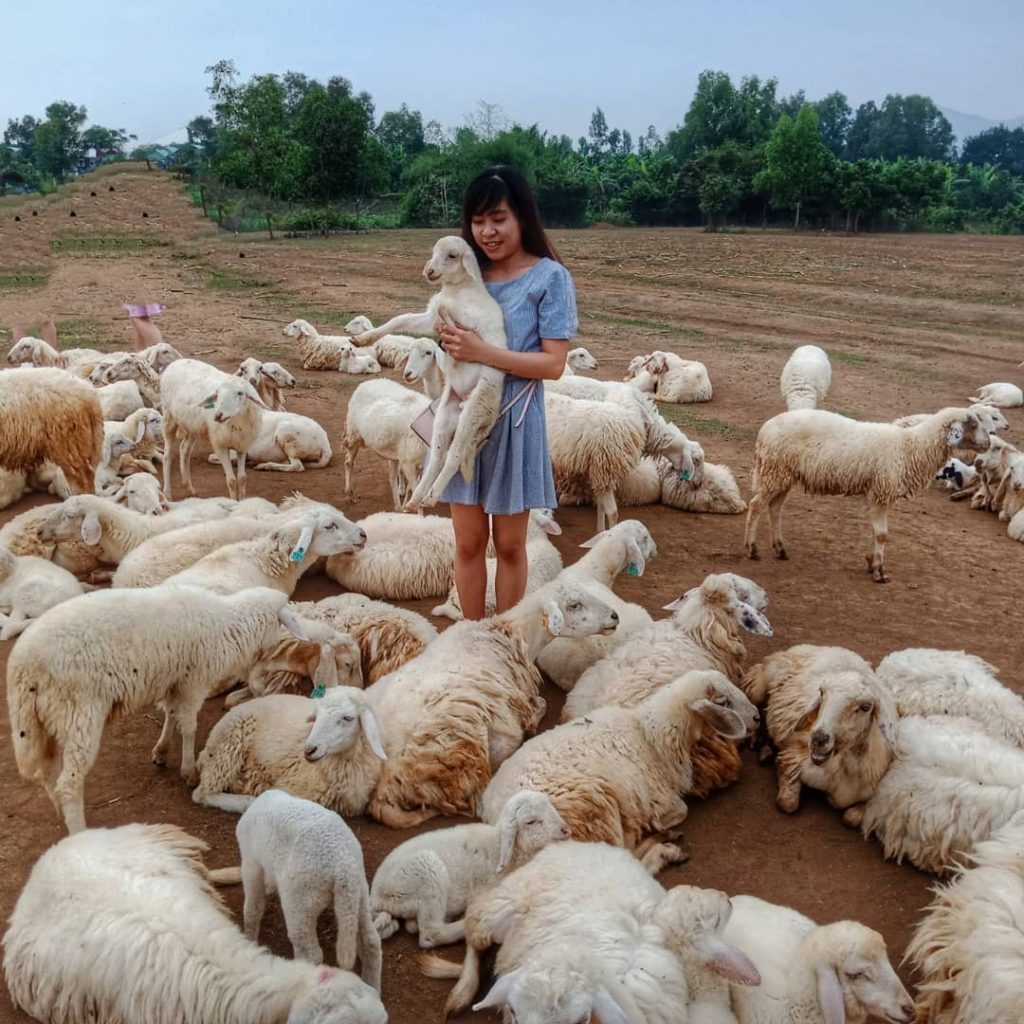 Chụp ảnh với đàn cừu